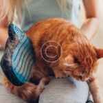 Creating a positive grooming experience for your pet